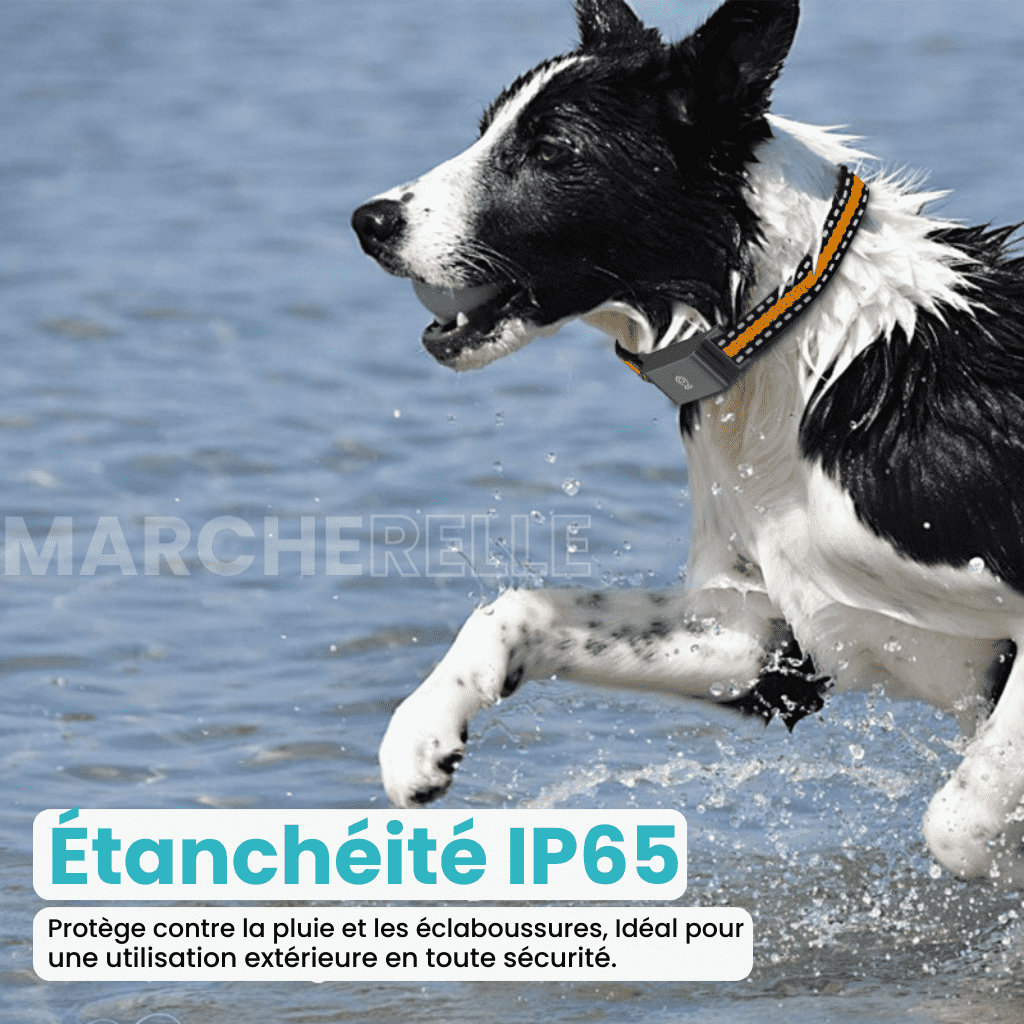Marcherelle™ – Collier GPS Sans Abonnement avec Suivi en Temps Réel
